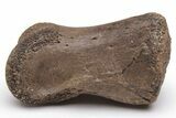 Dinosaur (Thescelosaurus) Phalanx Bone - Montana #235557-2